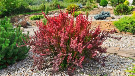 pictures of barberry shrubs.